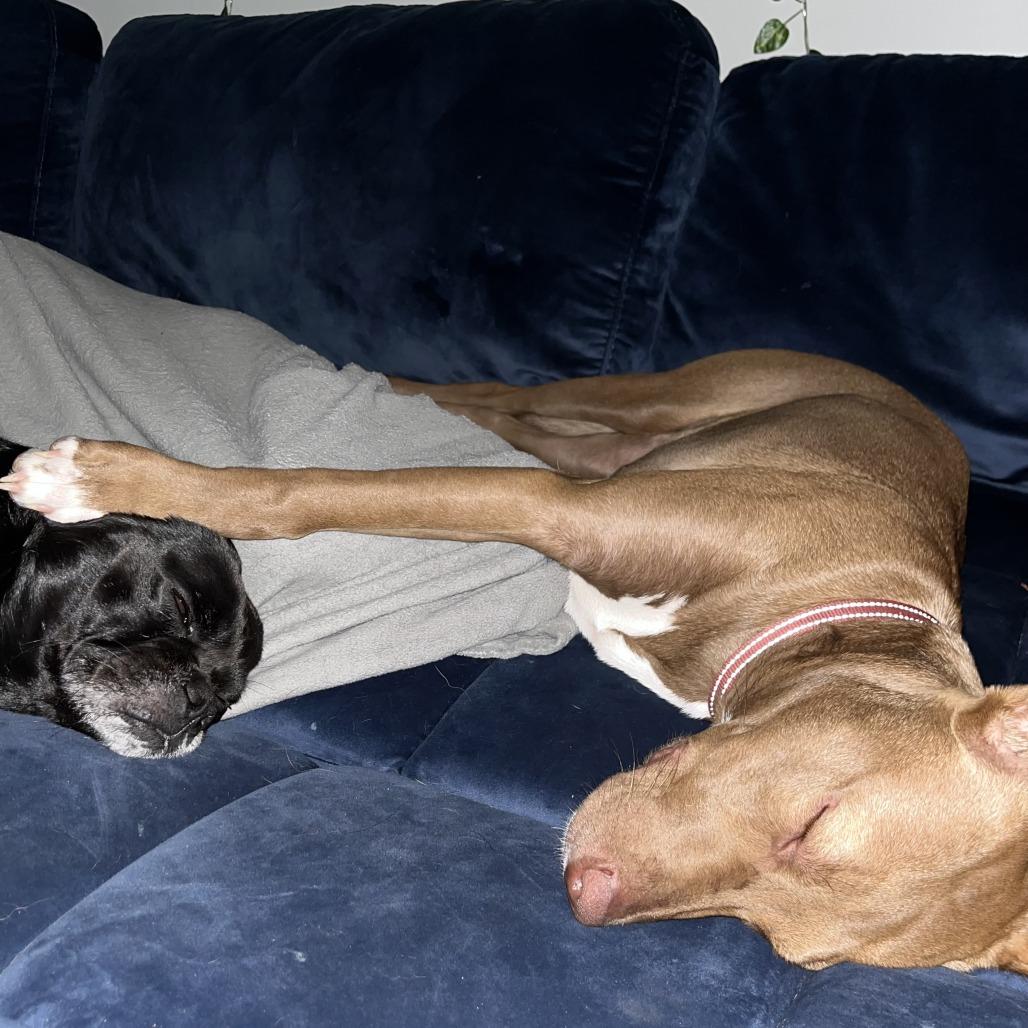 Enlarge Caroline, a Adoptable Pit Bull Terrier in Nashville, TN image 2/6