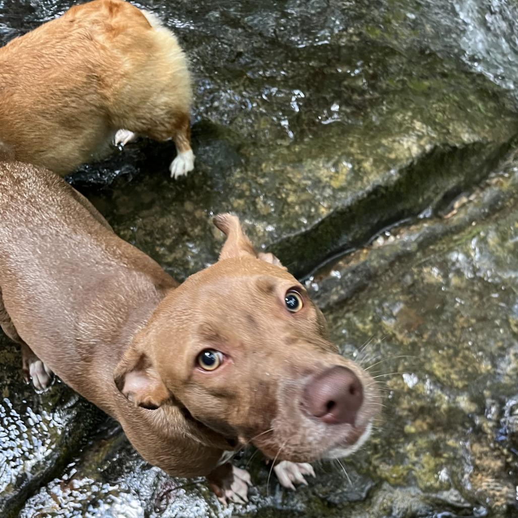 Enlarge Caroline, a Adoptable Pit Bull Terrier in Nashville, TN image 3/6