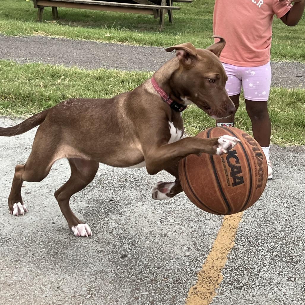 Enlarge Caroline, a Adoptable Pit Bull Terrier in Nashville, TN image 4/6