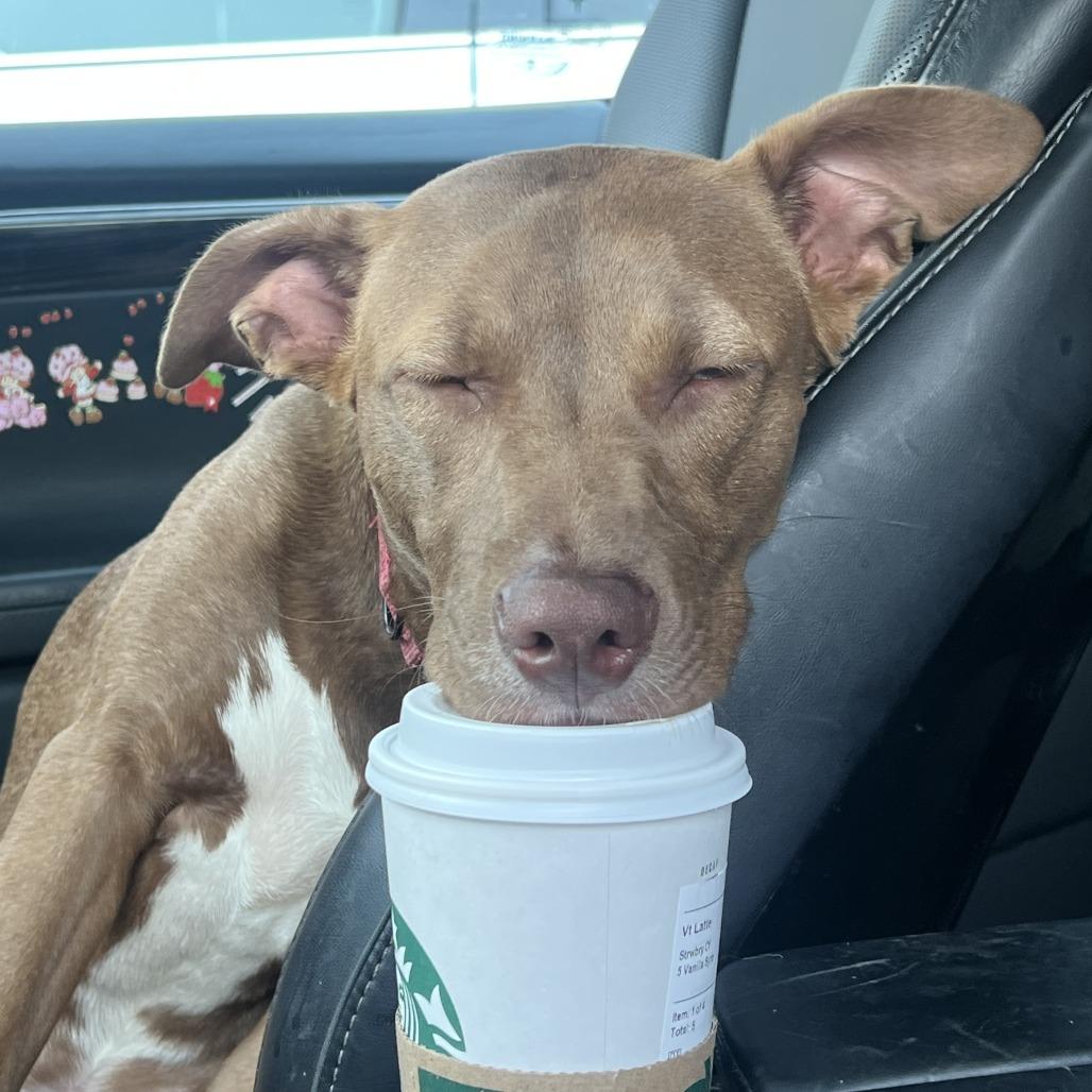 Enlarge Caroline, a Adoptable Pit Bull Terrier in Nashville, TN image 5/6