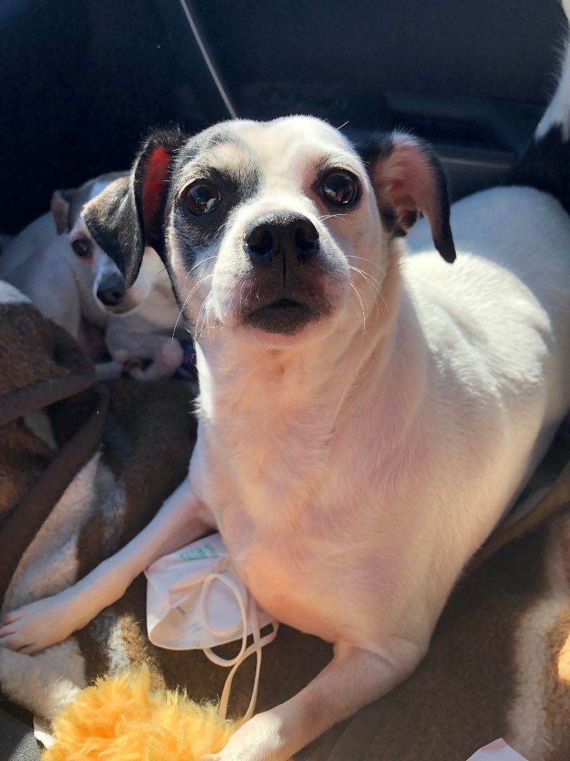 Oreo, an adoptable Chihuahua in Dayton, TN, 37321 | Photo Image 1
