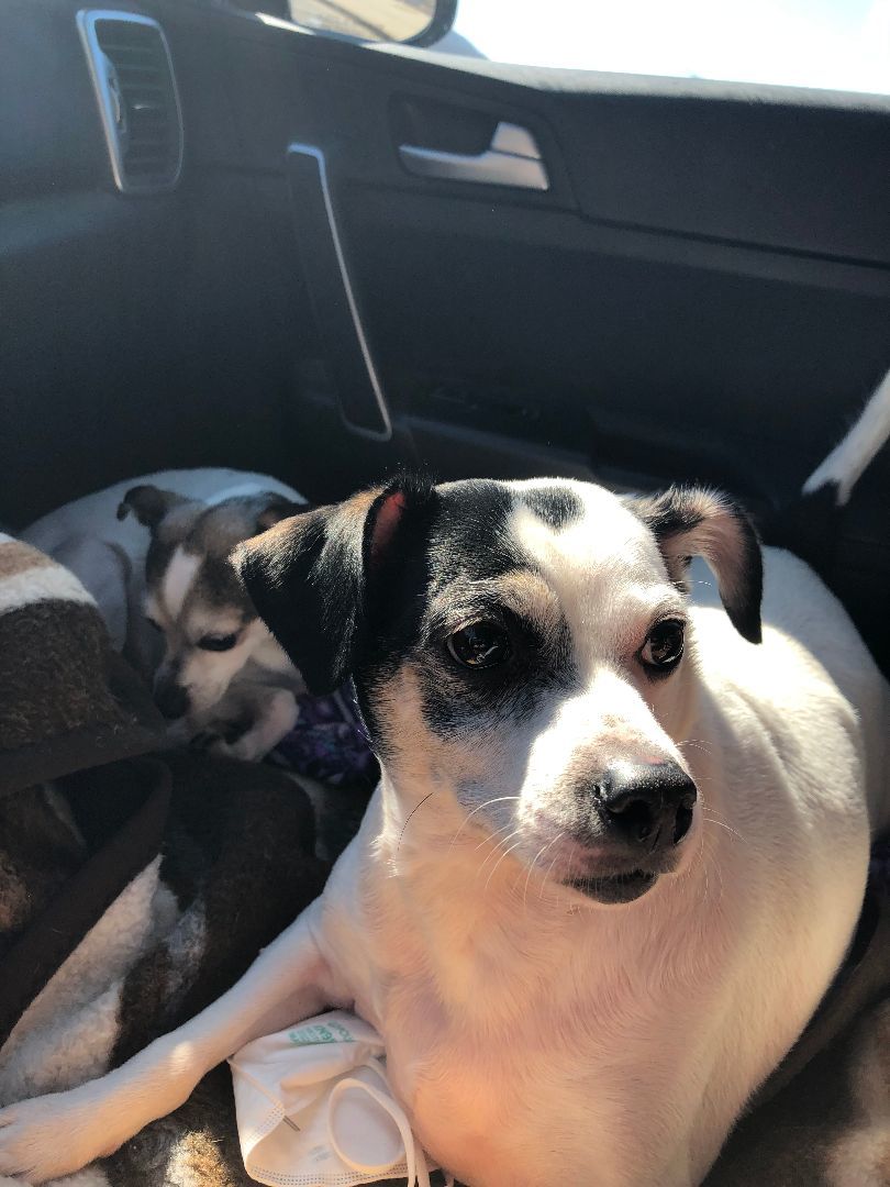 Oreo, an adoptable Chihuahua in Dayton, TN, 37321 | Photo Image 3