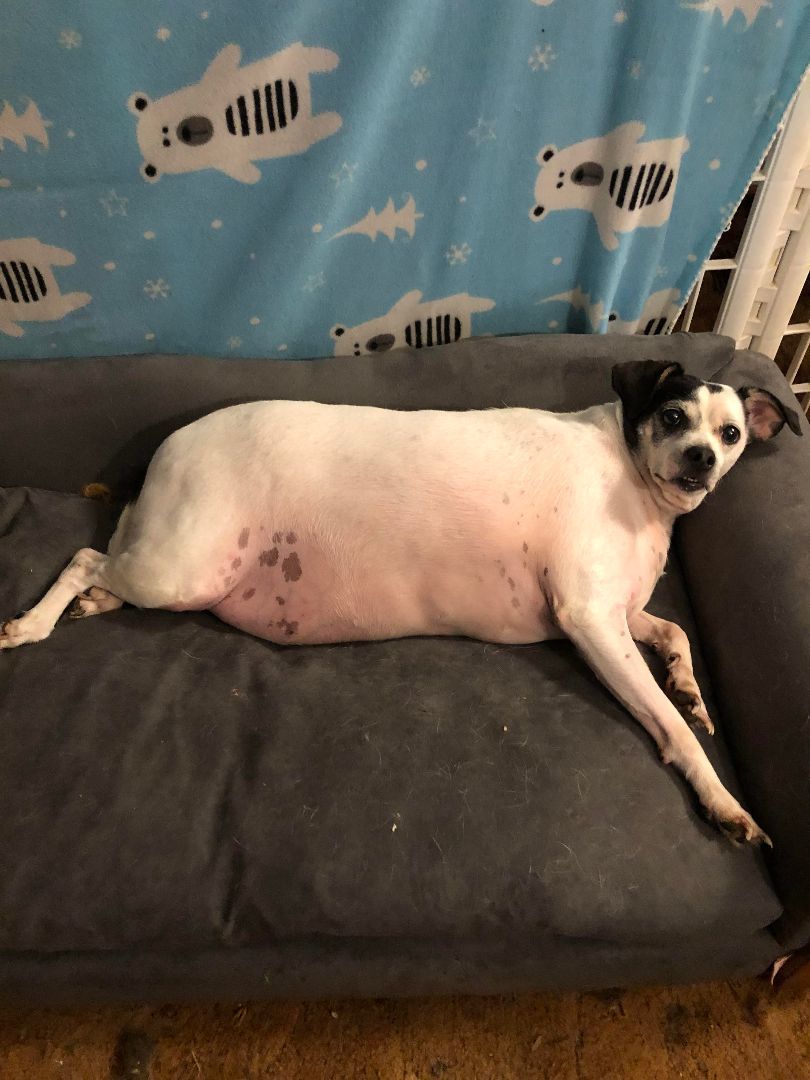 Oreo, an adoptable Chihuahua in Dayton, TN, 37321 | Photo Image 2