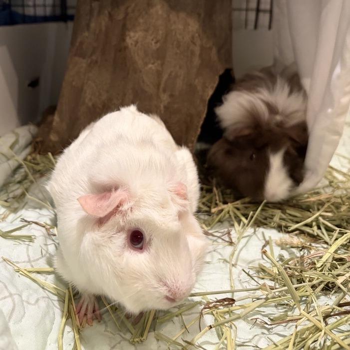 Enlarge Coco, a Adoptable Guinea Pig in South Burlington, VT image 1/6
