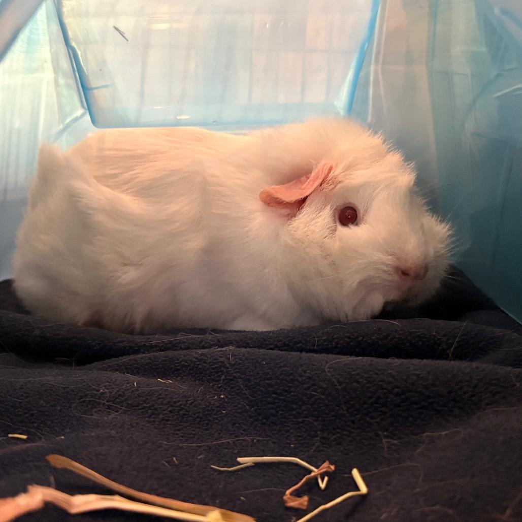 Coco, Adoptable, Baby Female Guinea Pig.