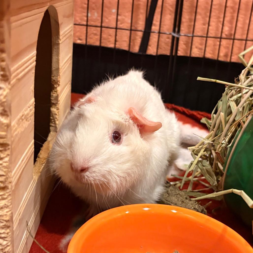 Coco, a Adoptable Guinea Pig in South Burlington, VT image 2/5