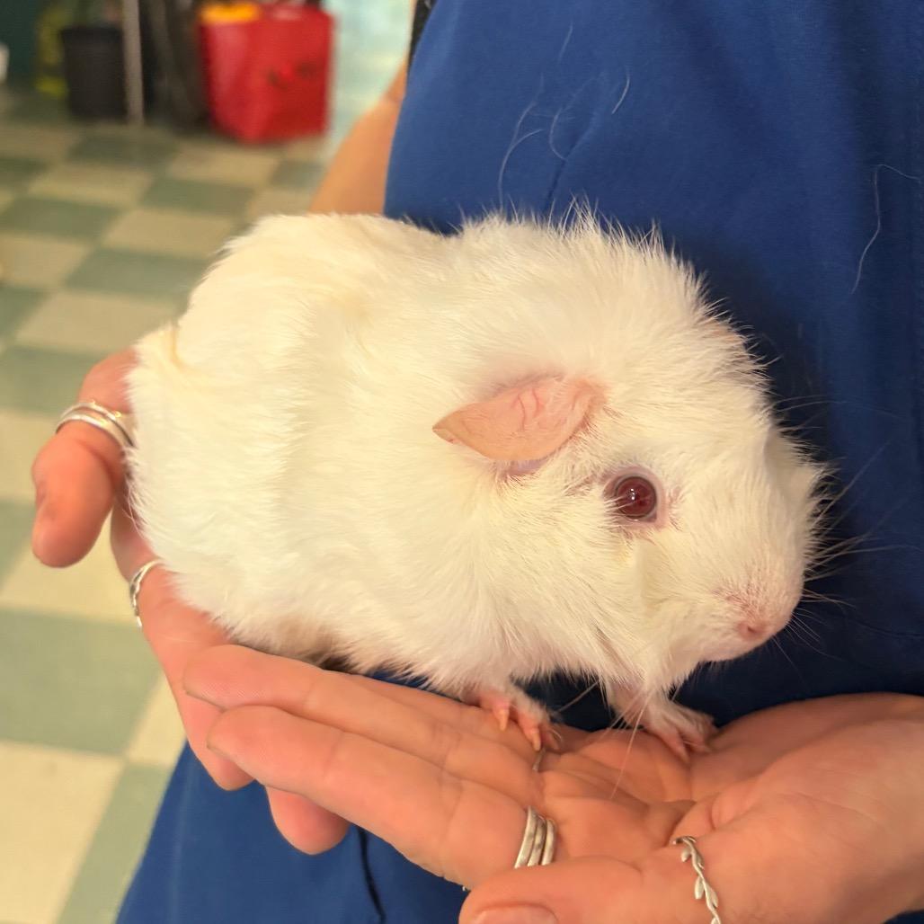 Coco, a Adoptable Guinea Pig in South Burlington, VT image 3/5