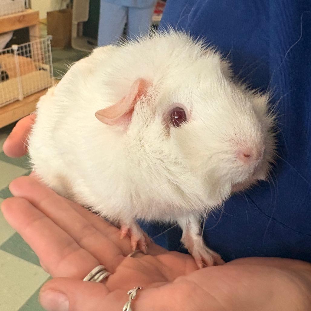 Coco, a Adoptable Guinea Pig in South Burlington, VT image 4/5