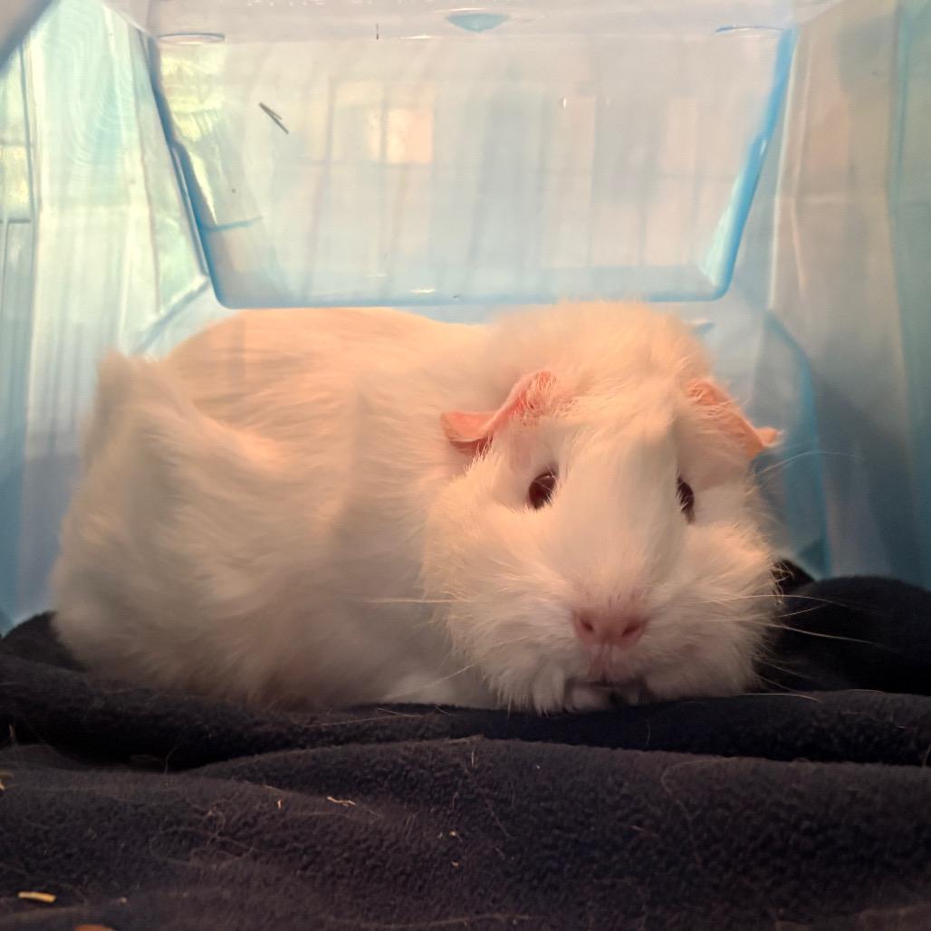Coco, a Adoptable Guinea Pig in South Burlington, VT image 5/5