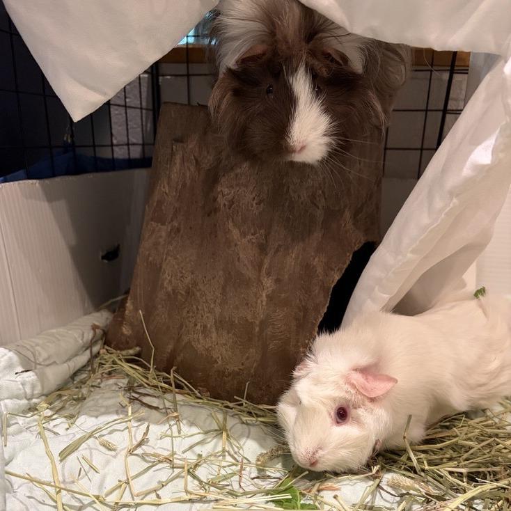 Enlarge Coco, a Adoptable Guinea Pig in South Burlington, VT image 6/6