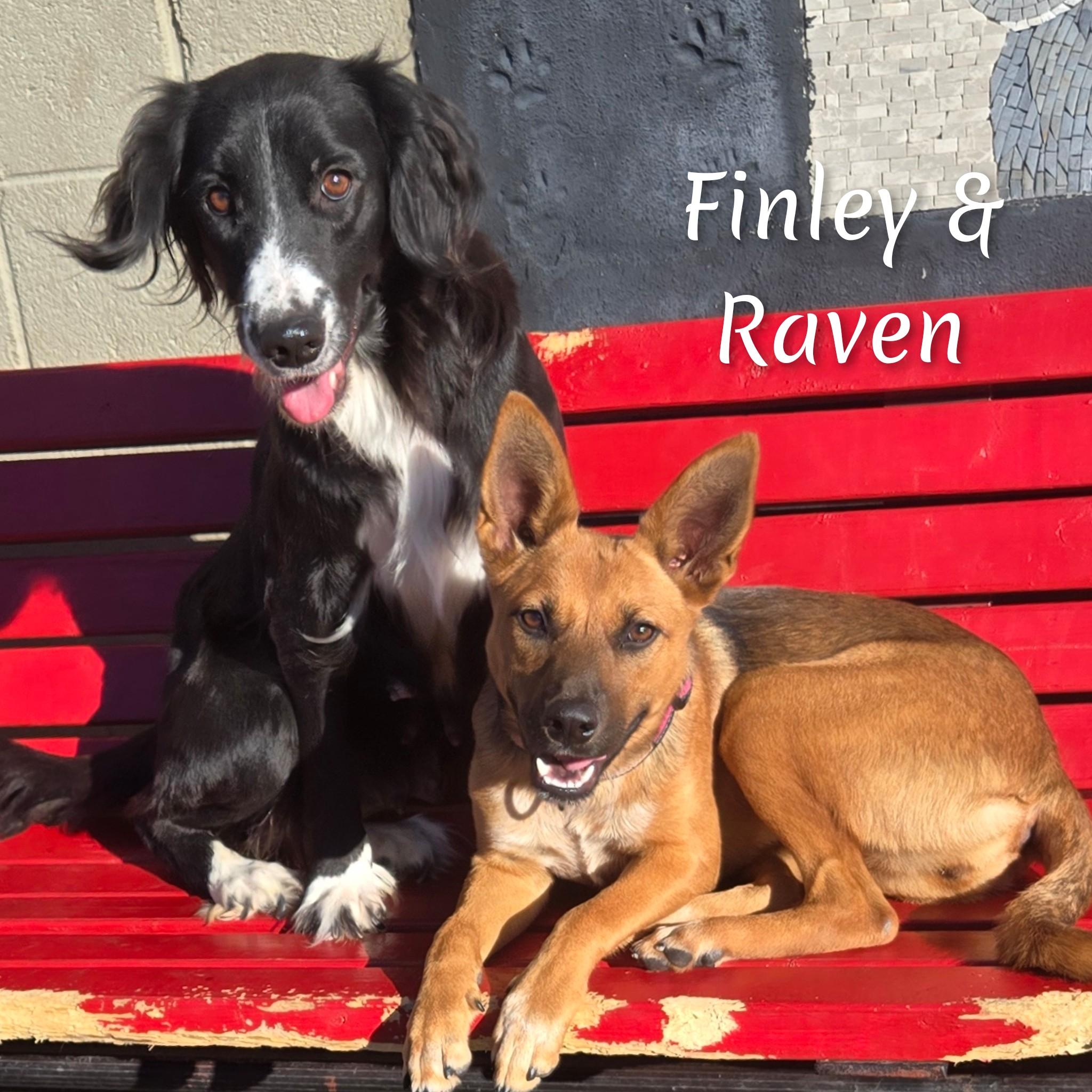 Finley, a Adoptable mixed breed in Fredericksburg, VA image 3/6