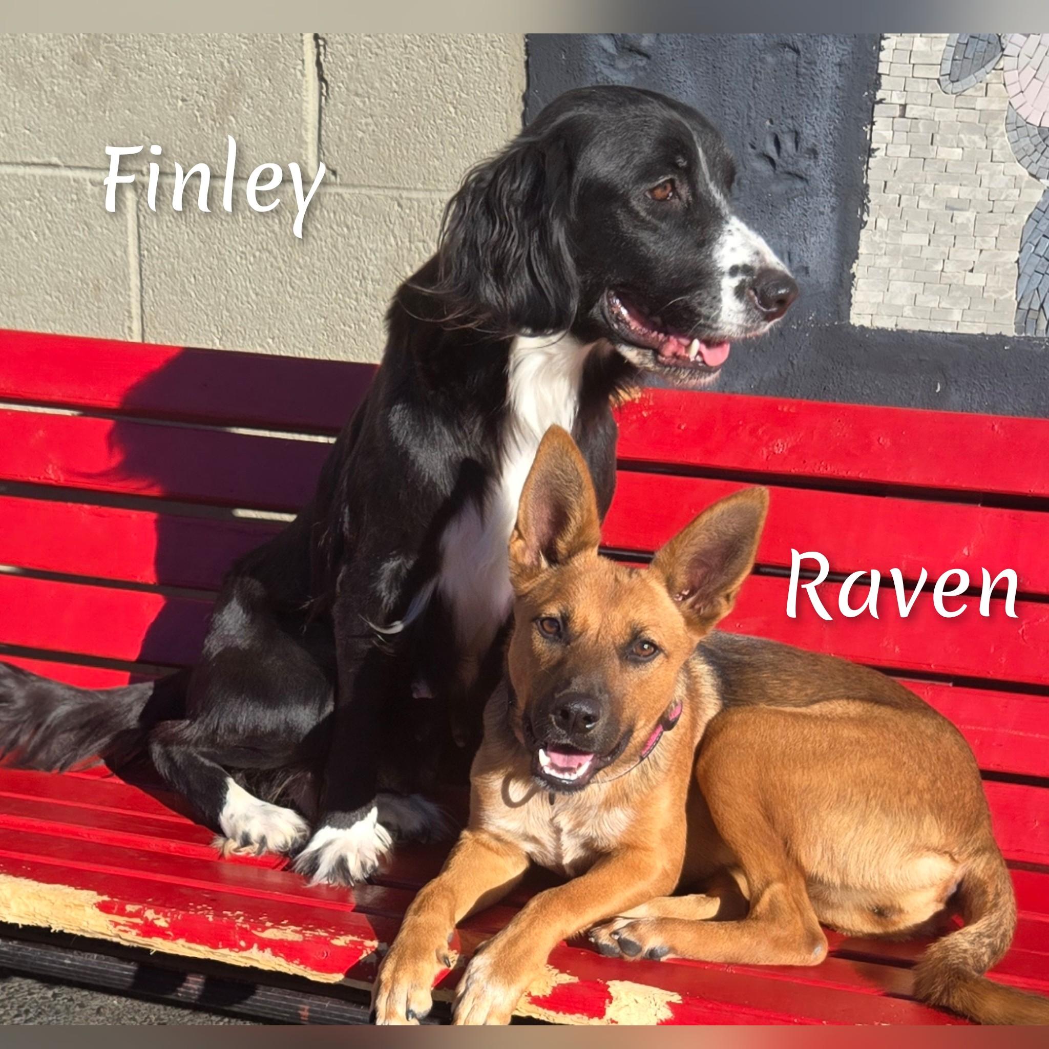 Finley, a Adoptable mixed breed in Fredericksburg, VA image 4/6