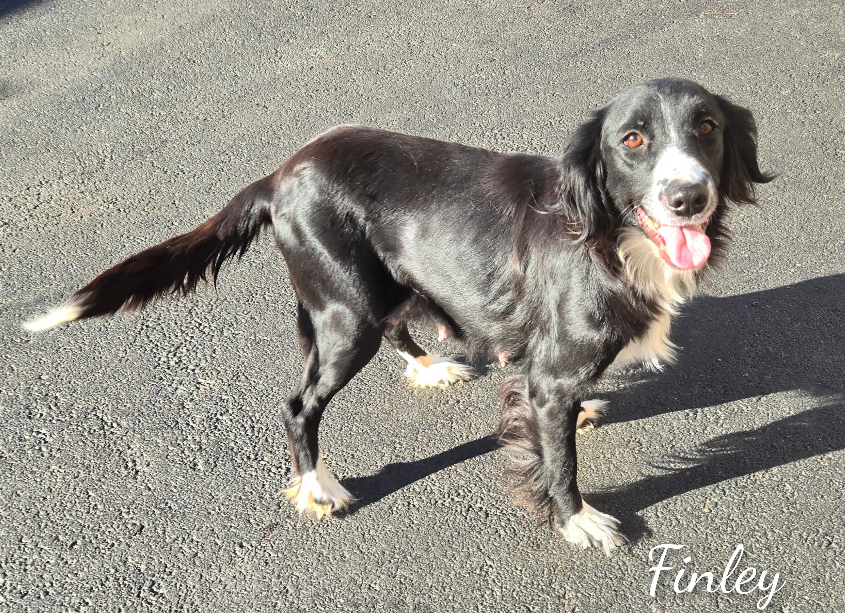 Finley, a Adoptable mixed breed in Fredericksburg, VA image 5/6