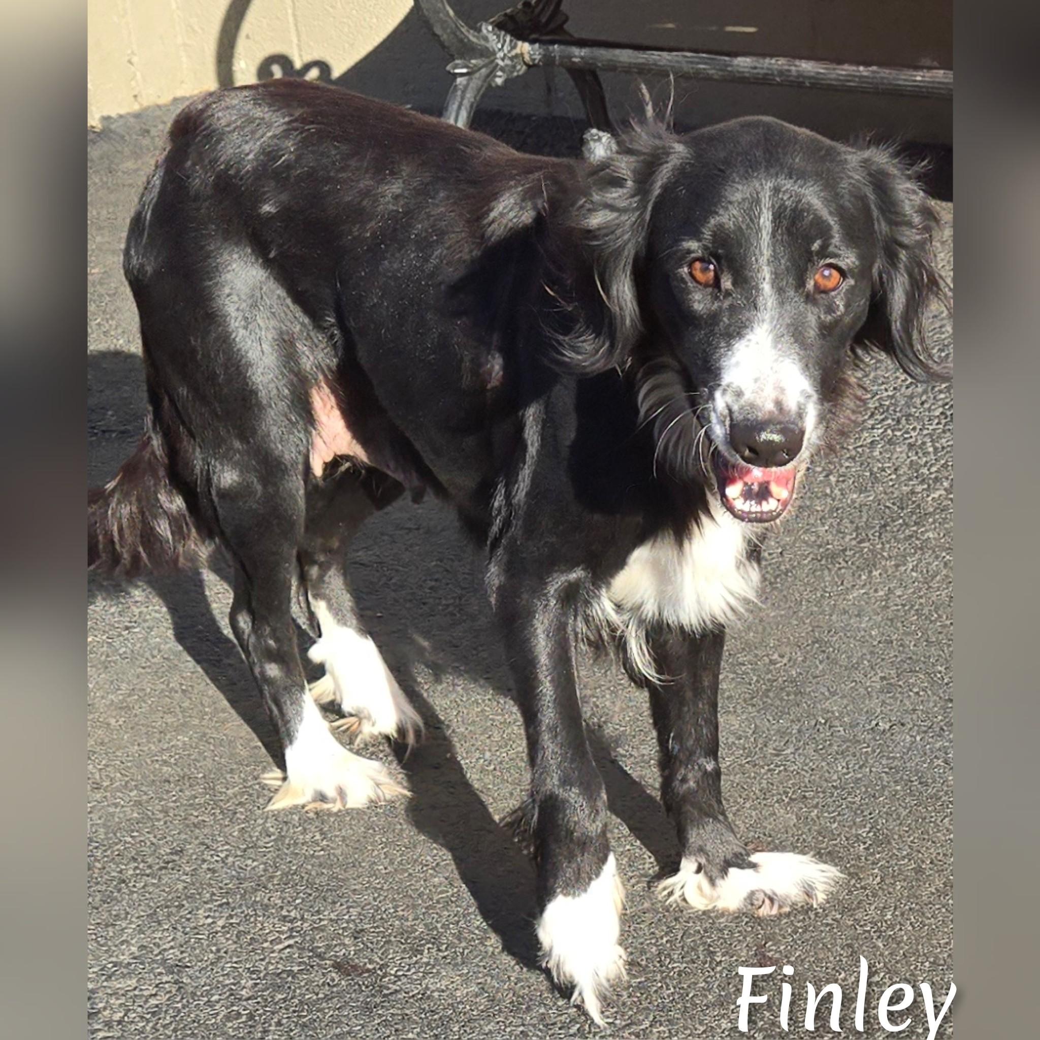 Finley, a Adoptable mixed breed in Fredericksburg, VA image 6/6