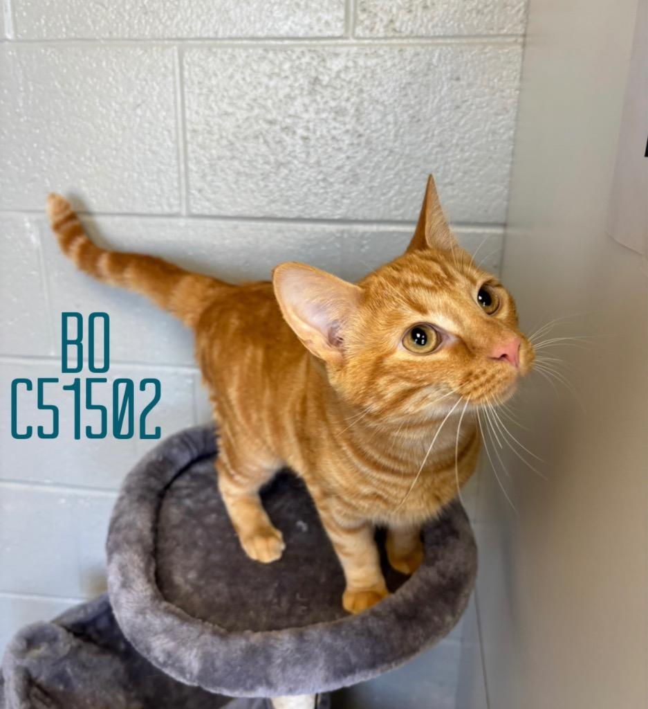 Bo, Adoptable, Young Male Domestic Short Hair.