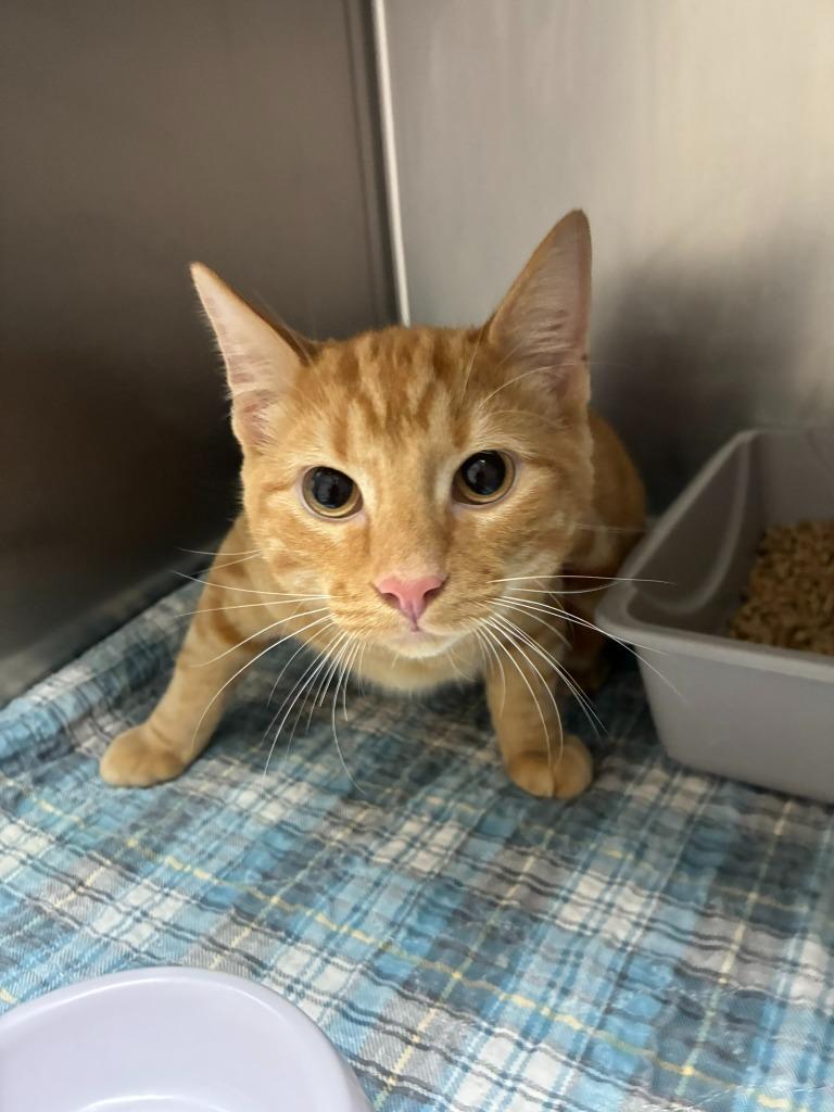 Bo, a Adoptable mixed breed in Clarksville, TN image 1/2