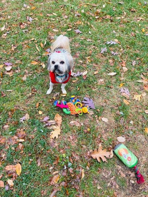 Ace, an adopted Yorkshire Terrier in Holland, MI image 4/5