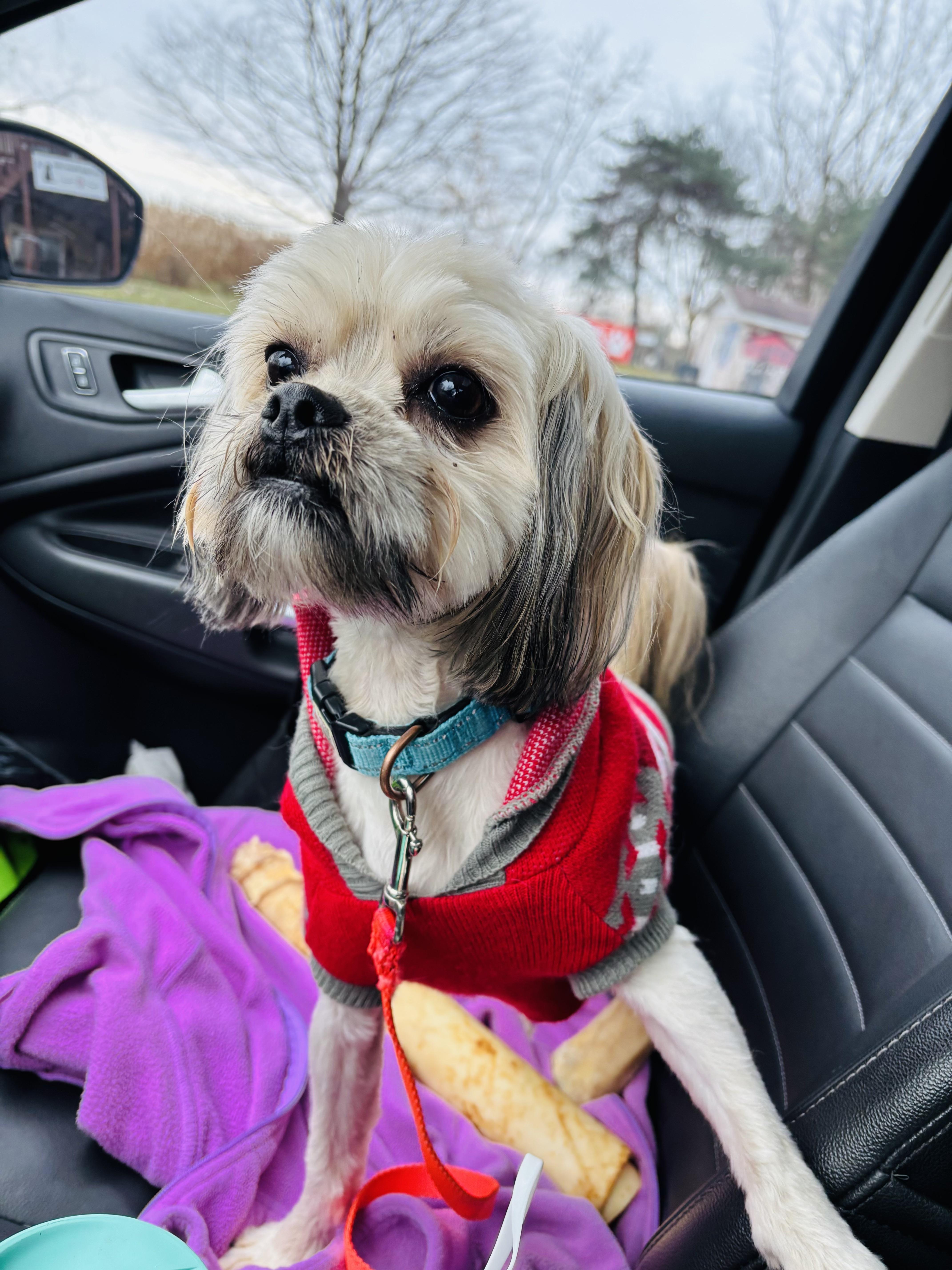 Ace, an adopted Yorkshire Terrier in Holland, MI image 1/5