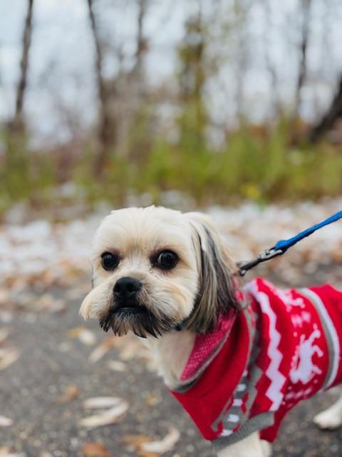 Ace, an adopted Yorkshire Terrier in Holland, MI image 3/5