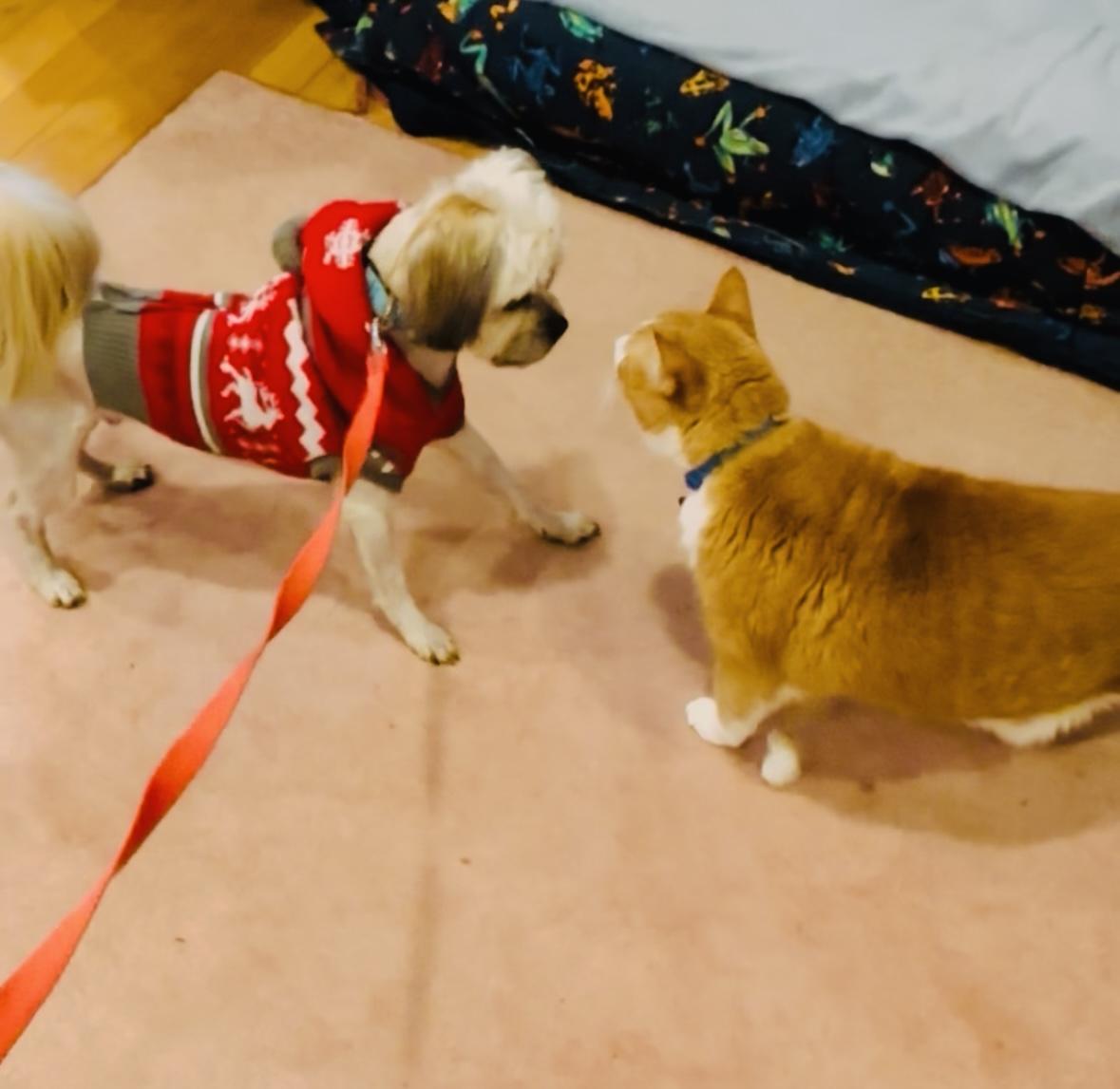 Ace, an adopted Yorkshire Terrier in Holland, MI image 5/5