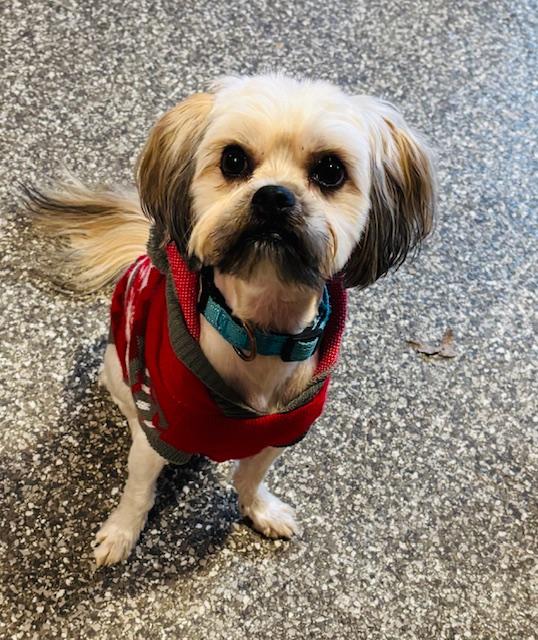 Ace, adopted, Young Male Yorkshire Terrier.