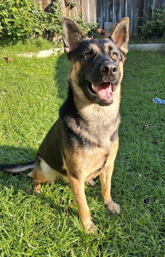 Enlarge Lucky, a Adoptable mixed breed in Modesto, CA image 1/1