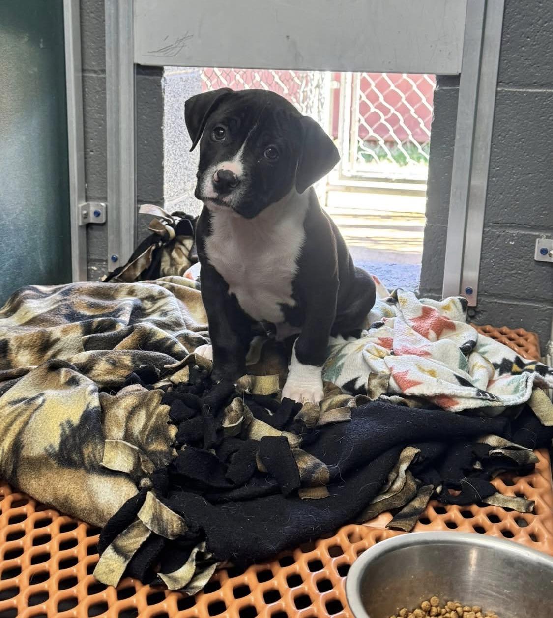 Caryn, adopted, Puppy Male Coonhound.