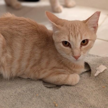 Enlarge Eddie, a Adoptable Domestic Short Hair in South San Francisco, CA image 6/6