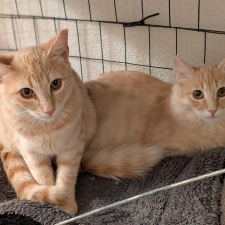 Enlarge Eddie, a Adoptable Domestic Short Hair in South San Francisco, CA image 5/6