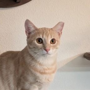 Eddie, Adoptable, Young Male Domestic Short Hair.