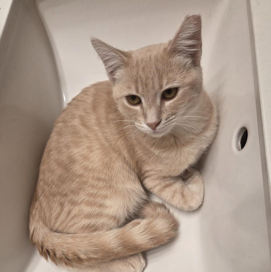Enlarge Eddie, a Adoptable Domestic Short Hair in South San Francisco, CA image 2/6