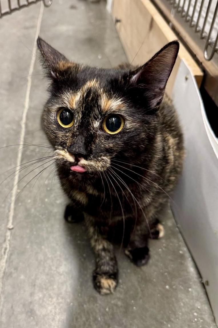 Daffy Duck, Adoptable, Adult Female Tortoiseshell.