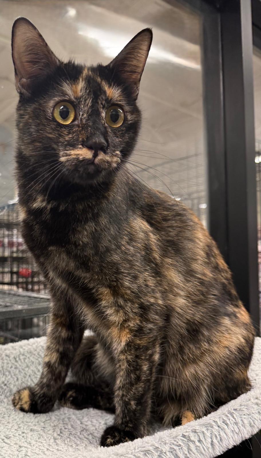 Enlarge Daffy Duck, a Adoptable Tortoiseshell in San Juan Capistrano, CA image 2/5