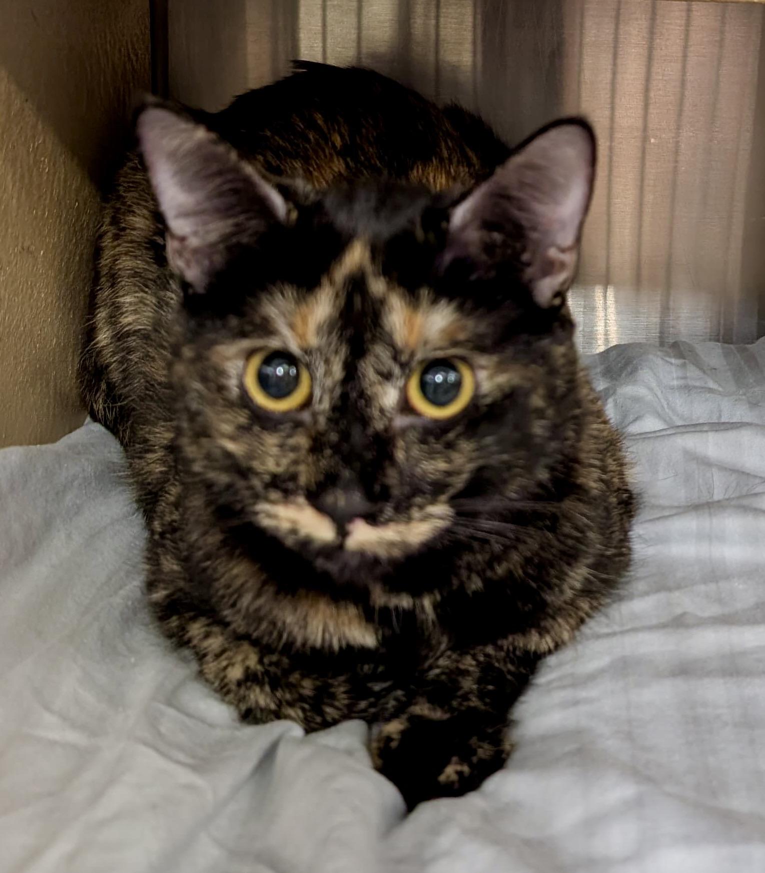 Enlarge Daffy Duck, a Adoptable Tortoiseshell in San Juan Capistrano, CA image 3/5