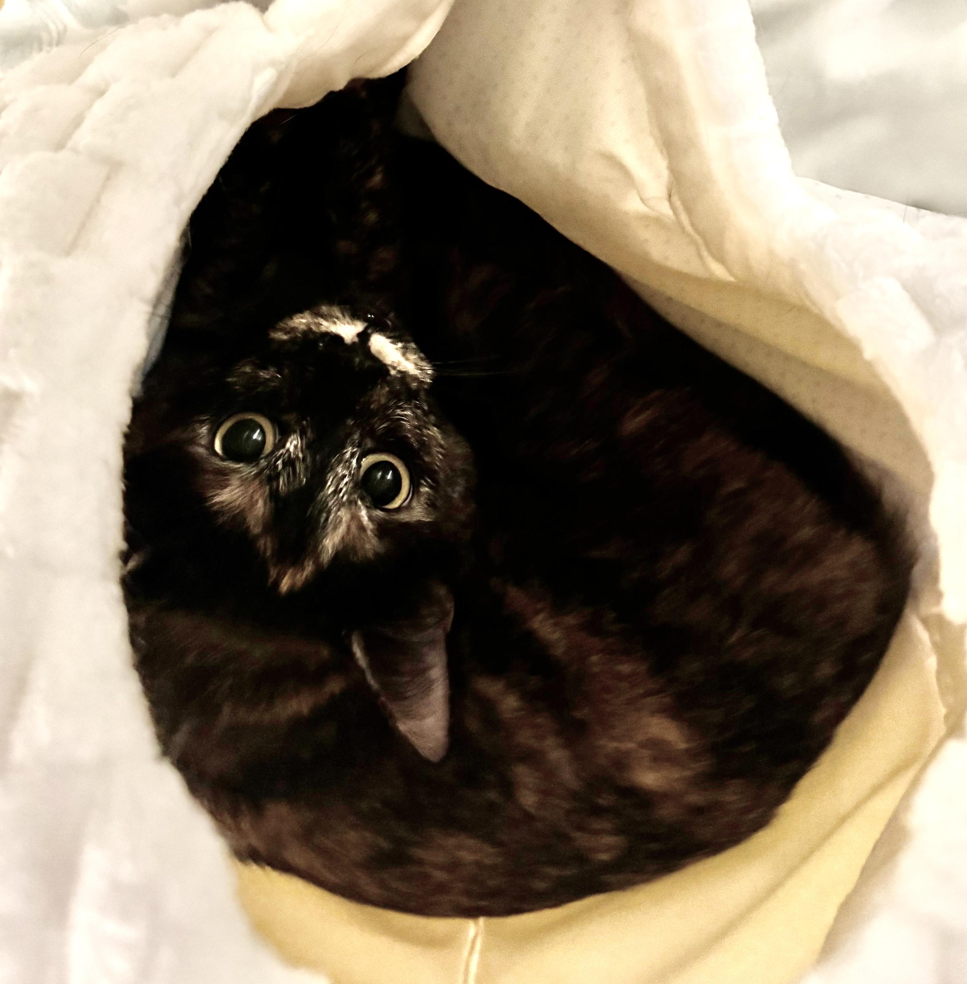 Enlarge Daffy Duck, a Adoptable Tortoiseshell in San Juan Capistrano, CA image 4/5