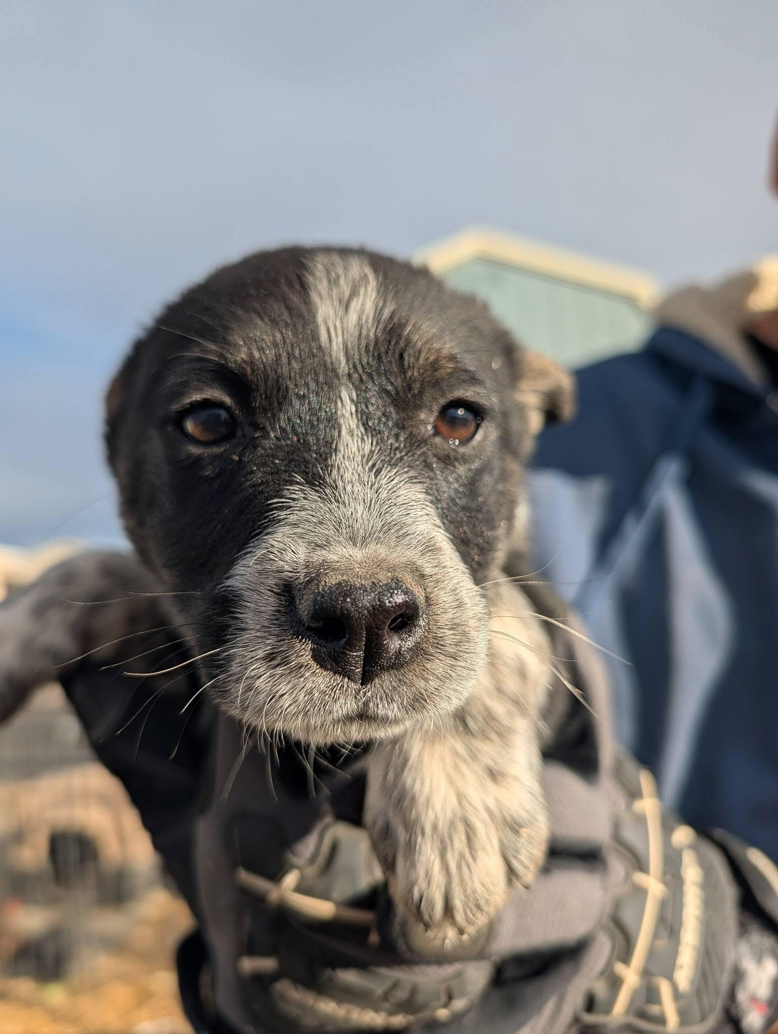 Enlarge Basil, a ADOPTABLE mixed breed in Pagosa Springs, CO image 1/1