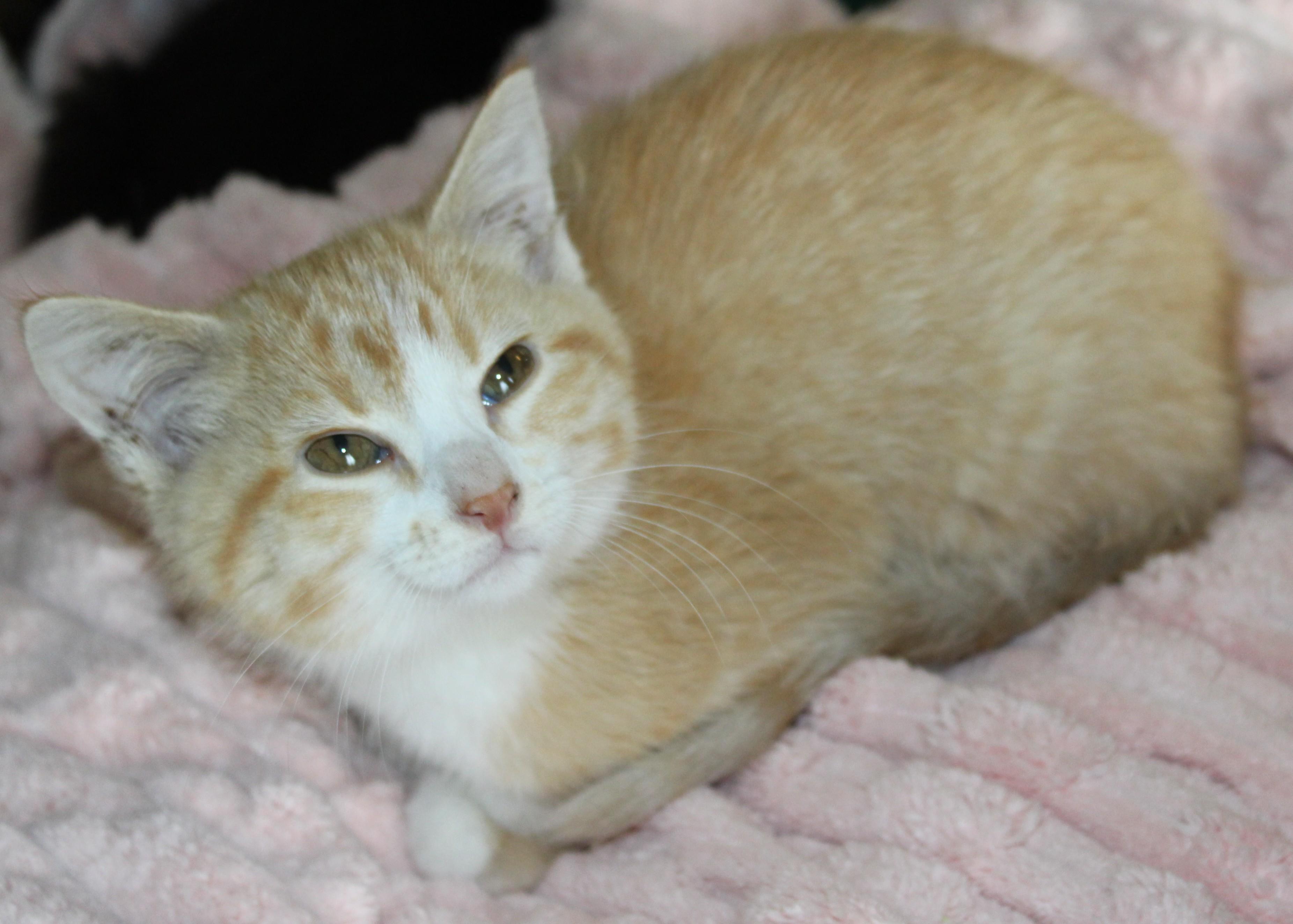 Enlarge Tammy, an adopted Domestic Short Hair in Huron, SD image 4/4