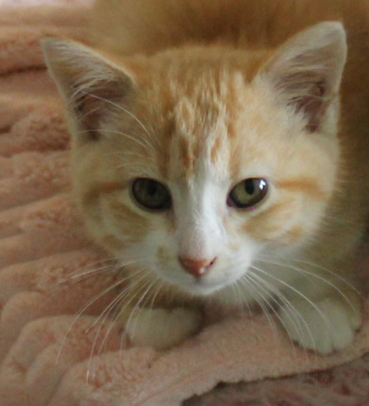 Enlarge Tammy, an adopted Domestic Short Hair in Huron, SD image 1/4