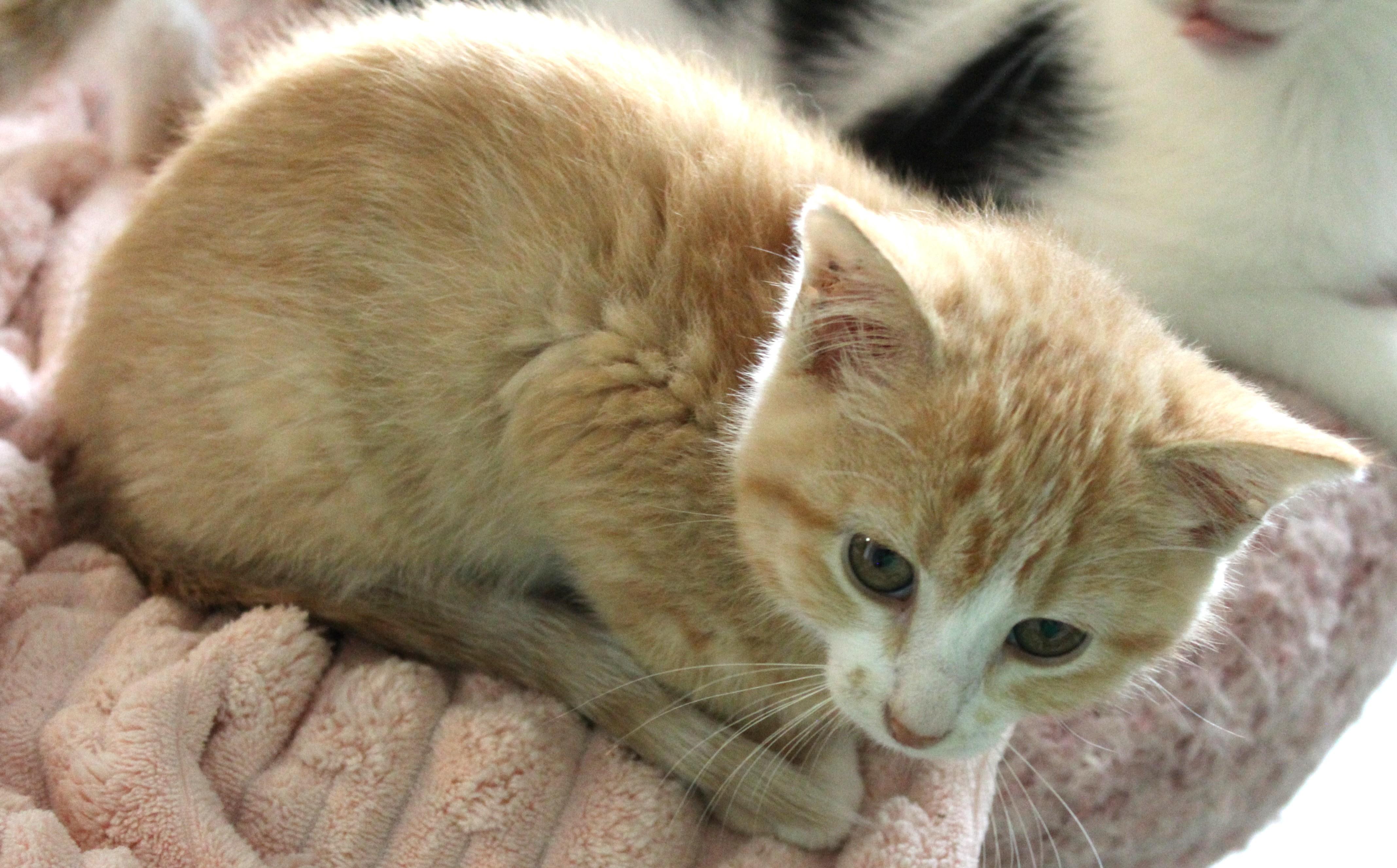 Enlarge Tammy, an adopted Domestic Short Hair in Huron, SD image 2/4