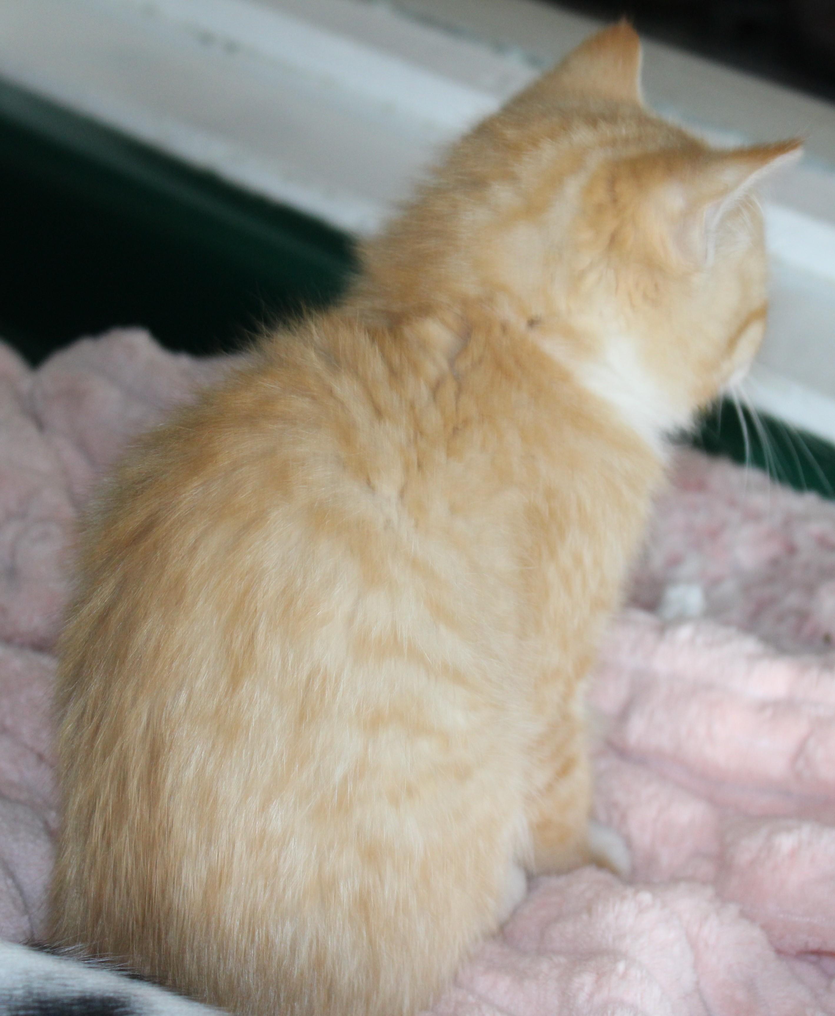 Enlarge Tammy, an adopted Domestic Short Hair in Huron, SD image 3/4