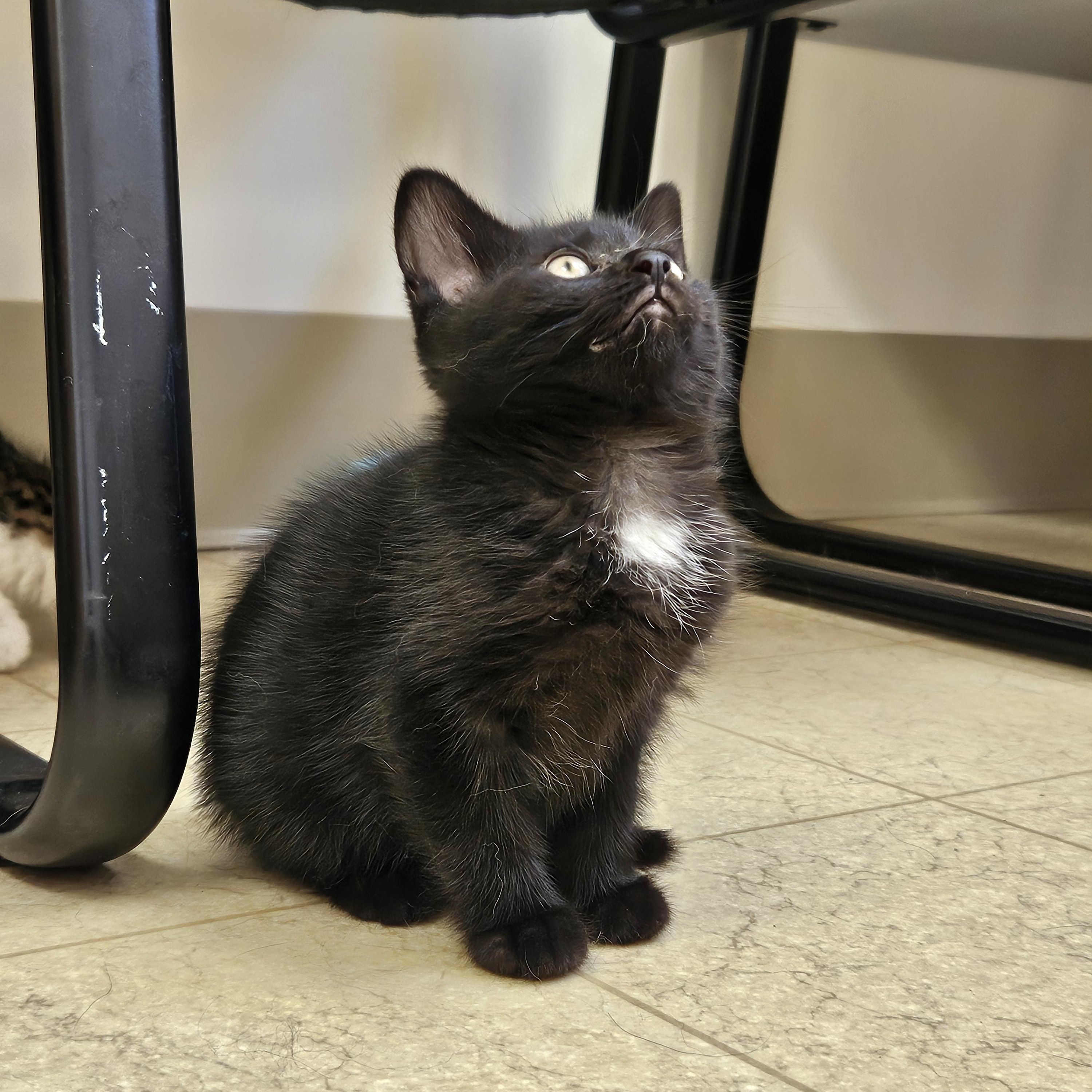 Wookie, a ADOPTABLE Domestic Short Hair in Bluffton, IN image 2/2