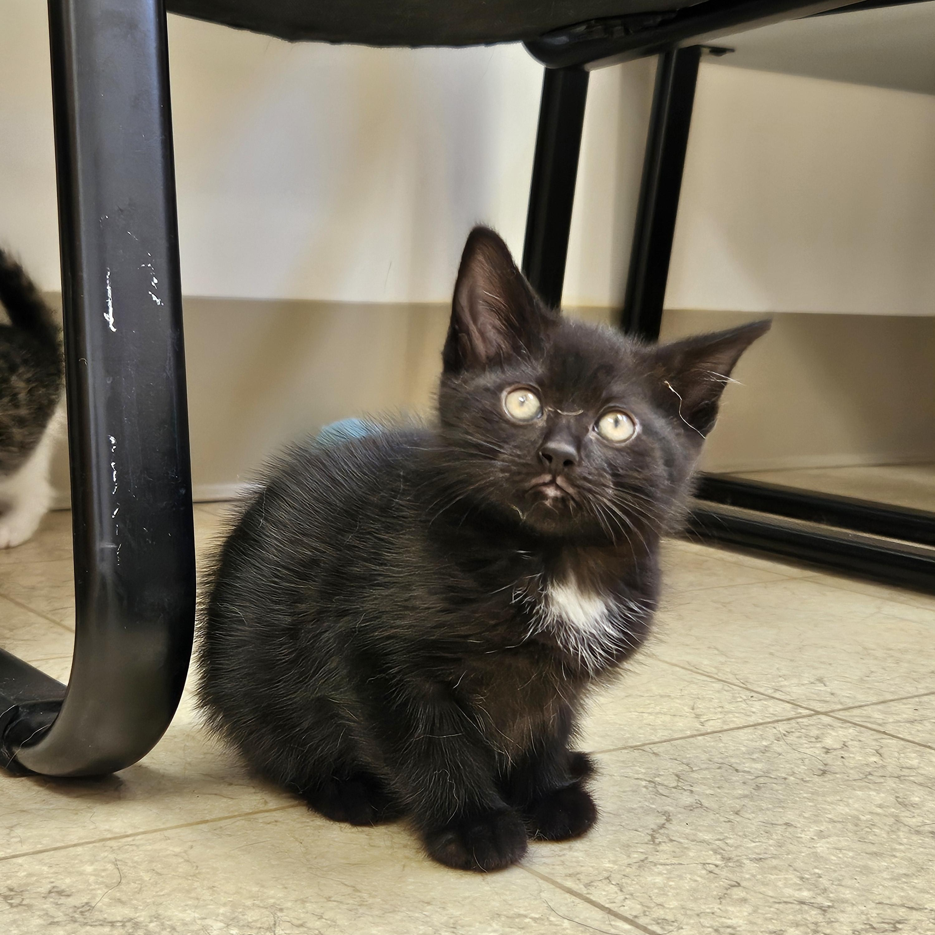 Wookie, ADOPTABLE, Kitten Male Domestic Short Hair.
