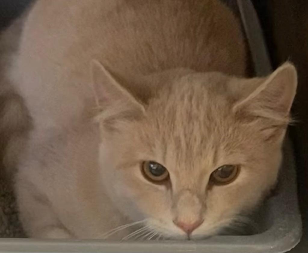 ADDIE, Adoptable, Adult Female Domestic Short Hair.