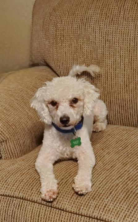 Enlarge Bud, a Adoptable mixed breed in Coppell, TX image 4/4