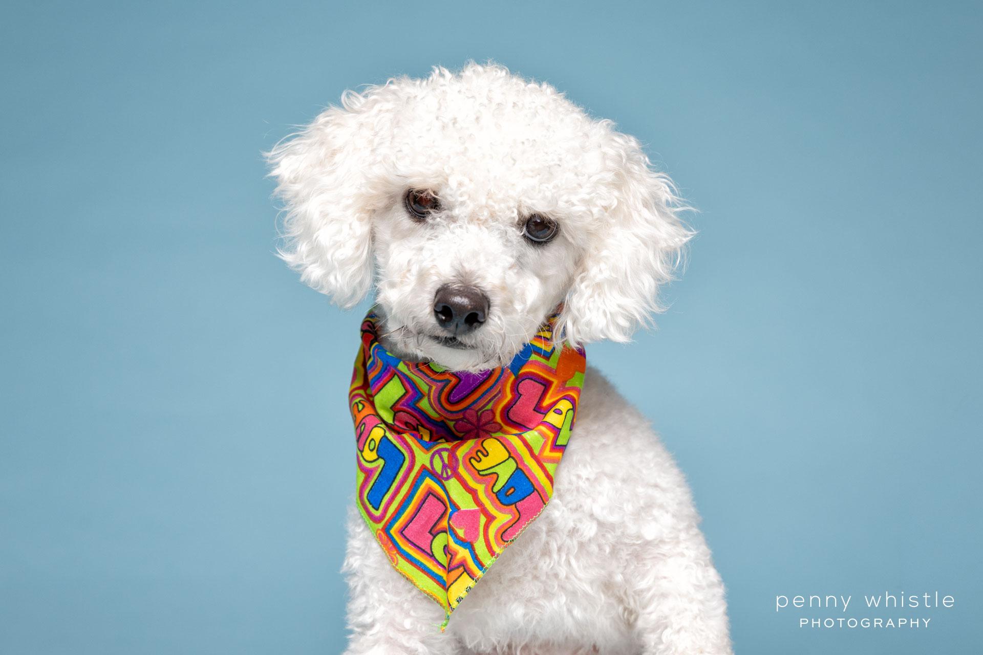 Bud, Adoptable, Young Male Poodle & Airedale Terrier.