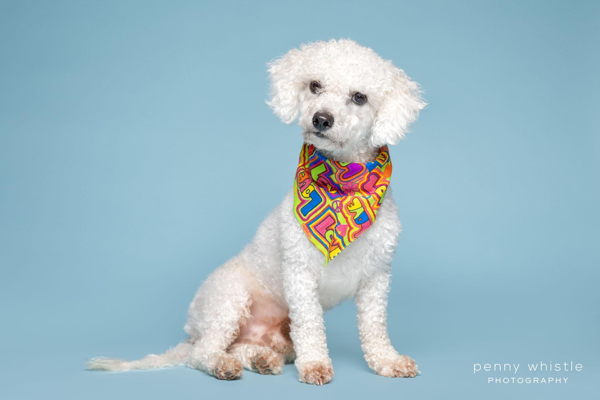 Enlarge Bud, a Adoptable mixed breed in Coppell, TX image 3/4