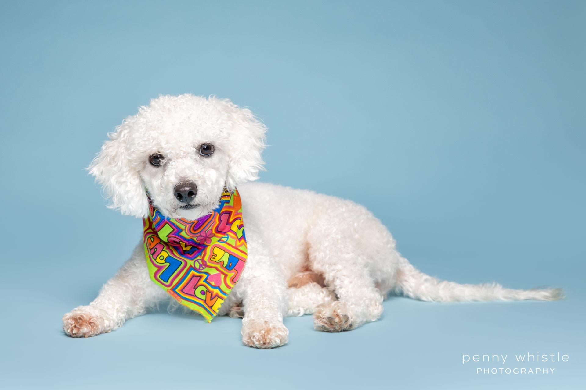 Enlarge Bud, a Adoptable mixed breed in Coppell, TX image 2/4