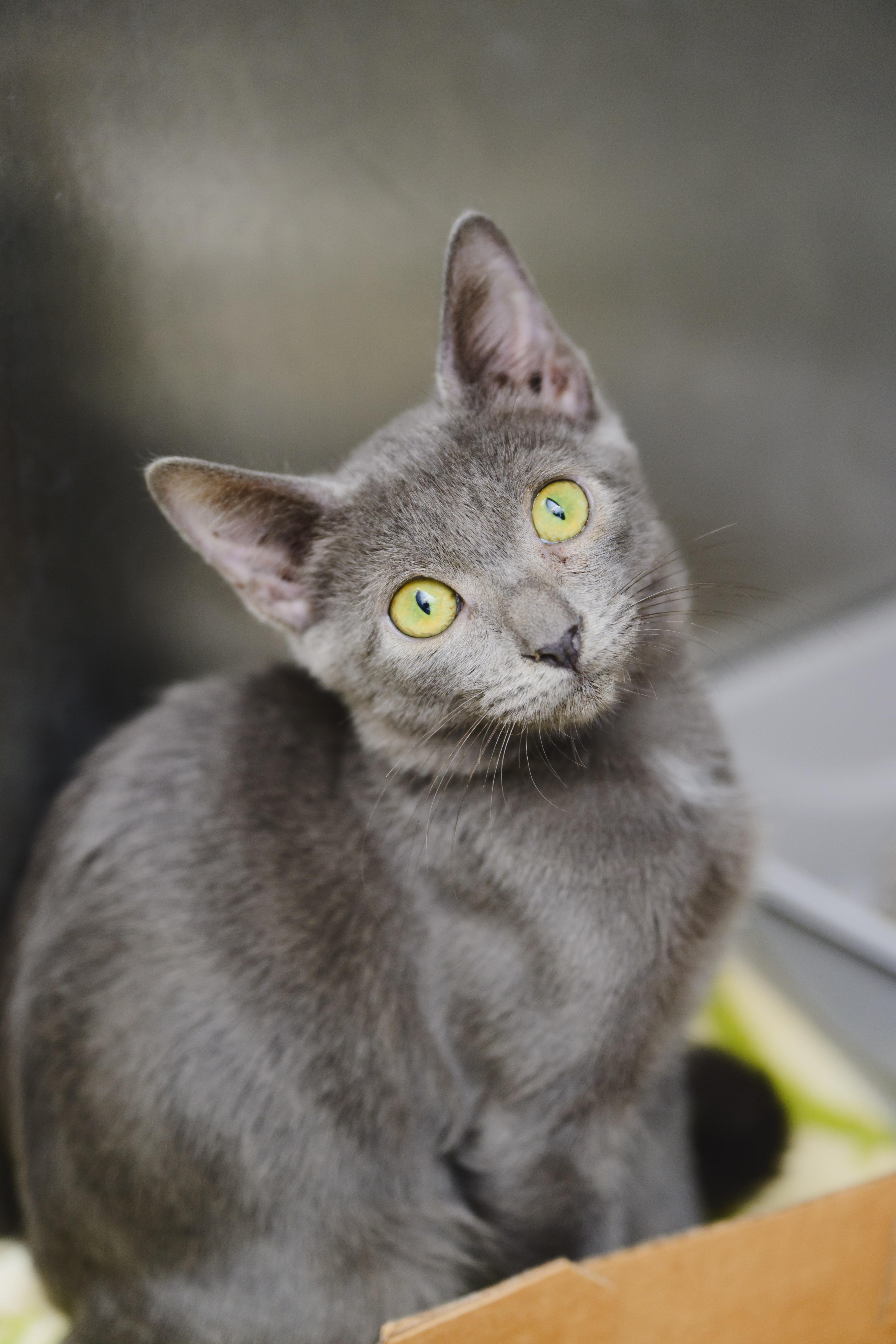 Enlarge Molly, a Adopted Domestic Short Hair in Honolulu, HI image 1/3