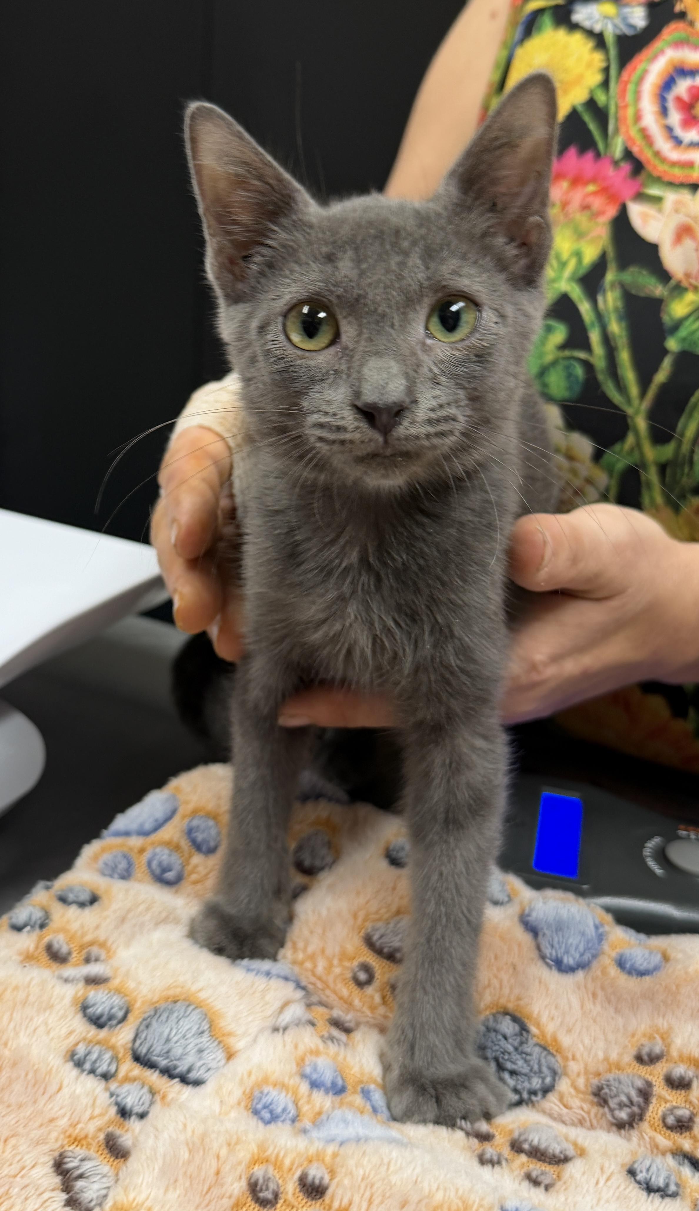 Enlarge Molly, a Adopted Domestic Short Hair in Honolulu, HI image 2/3