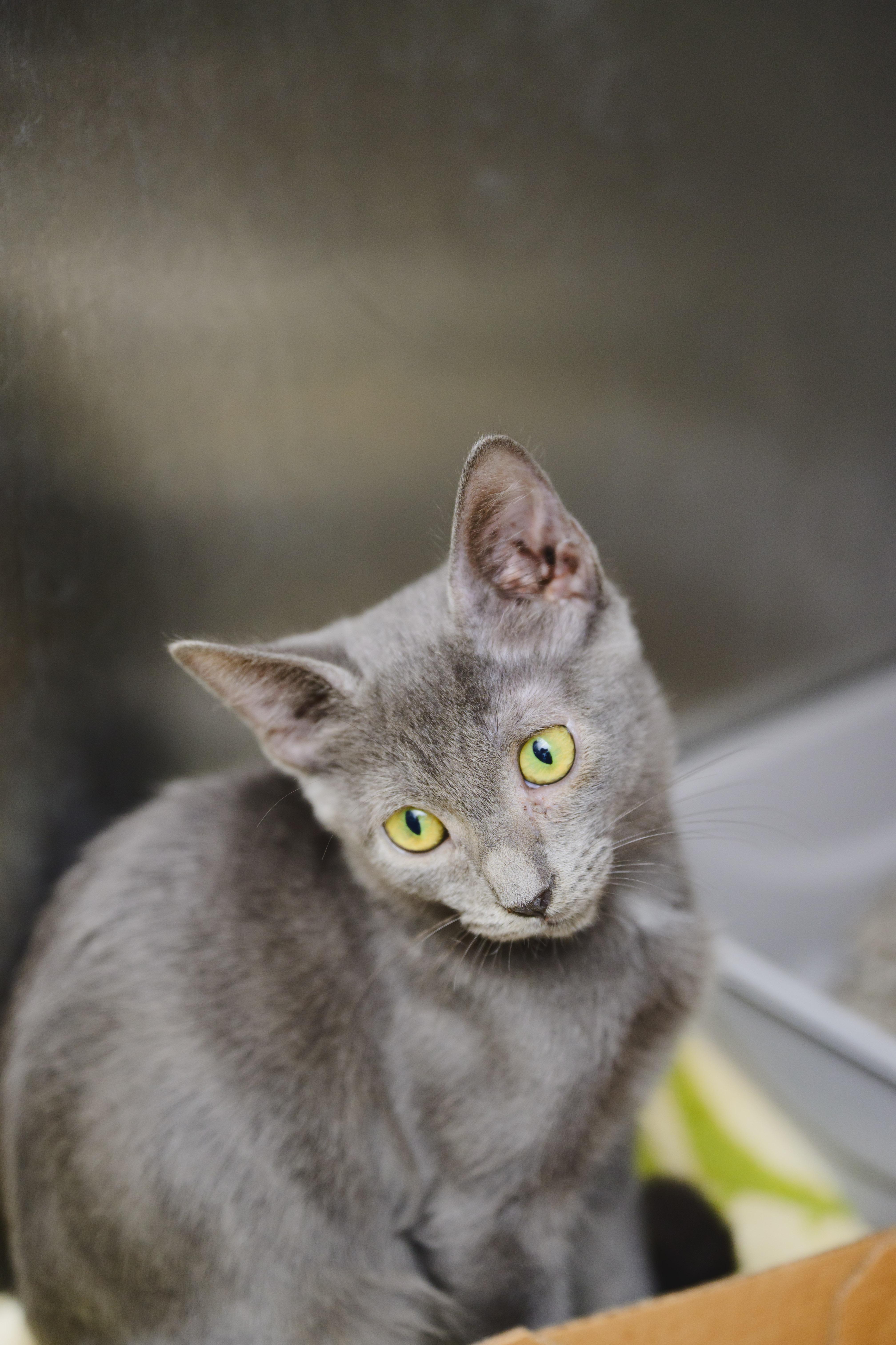 Enlarge Molly, a Adopted Domestic Short Hair in Honolulu, HI image 3/3